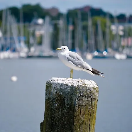 Hygge Daire Schleswig